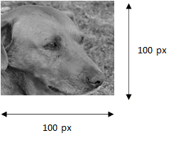Réseau de neurones - Illustration en noir et blanc d'un chien