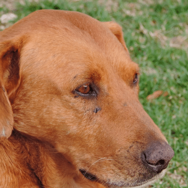 Machine Learning : comprendre ce qu'est un réseau de neurones - Illustration 1